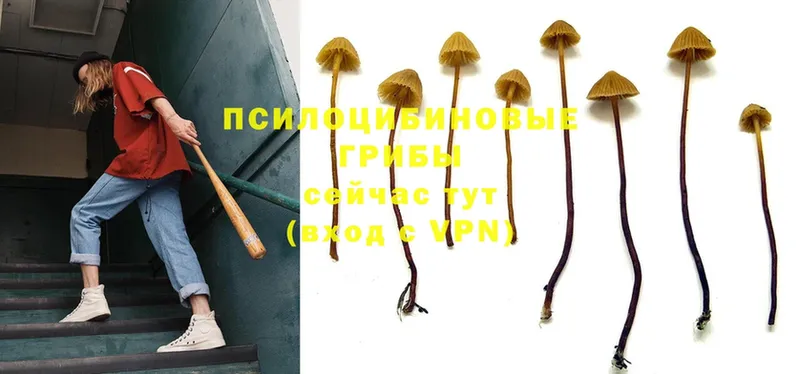 Галлюциногенные грибы MAGIC MUSHROOMS  Ноябрьск 